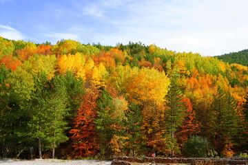 Autumn forest landscape