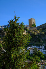 Fototapeta premium Ivy castle, with a fir tree