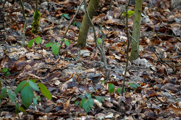 Common chaffinch Male (Fringilla coelebs) bird blending into brown forest ground, surrounded by fallen leaves.