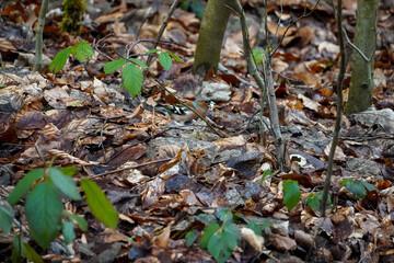 Chaffinch (Fringilla coelebs) searching for food on the ground among brown fallen leaves.