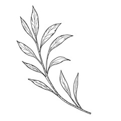 A twig with graceful, thin leaves. Vector illustration. Willow or eucalyptus branches isolated on a white background. Botanical illustration. Design element for cards and invitations, textile printing