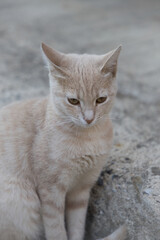 Obraz premium Cream tabby cat portrait with soft background