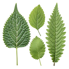 Fototapeta premium three different types of green leaves each with a distinct shape and texture ideal for use in design botanical studies or environmental themes