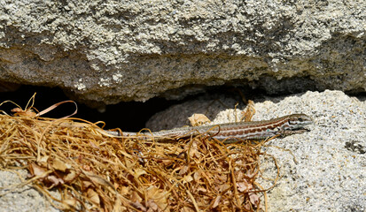 Milos wall lizard - female // Milos-Mauereidechse - Weibchen (Podarcis milensis) - Milos, Greece