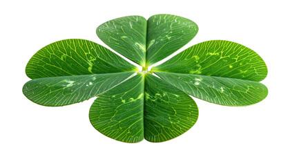 Four-leaf clover with detailed vein structure isolated on black