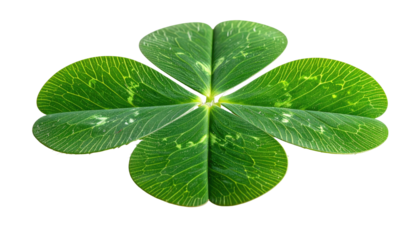 Four-leaf clover with detailed vein structure isolated on black