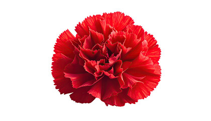 Lush red carnation with ruffled petals against a black backdrop