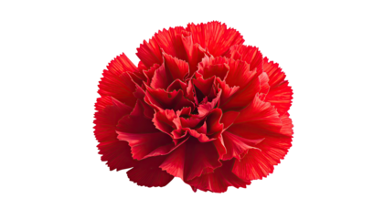 Lush red carnation with ruffled petals against a black backdrop