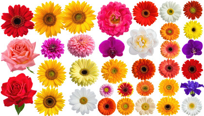 Assortment of vibrant, isolated flower heads on a black backdrop