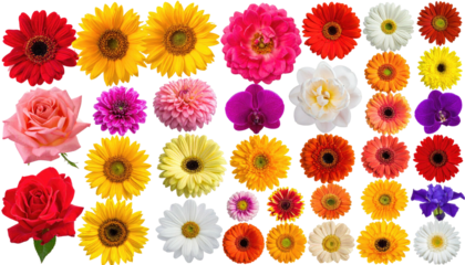 Assortment of vibrant, isolated flower heads on a black backdrop