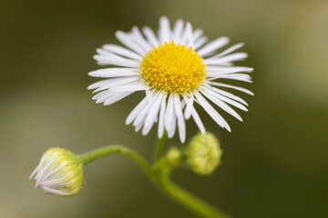 Obraz premium eastern daisy fleabane