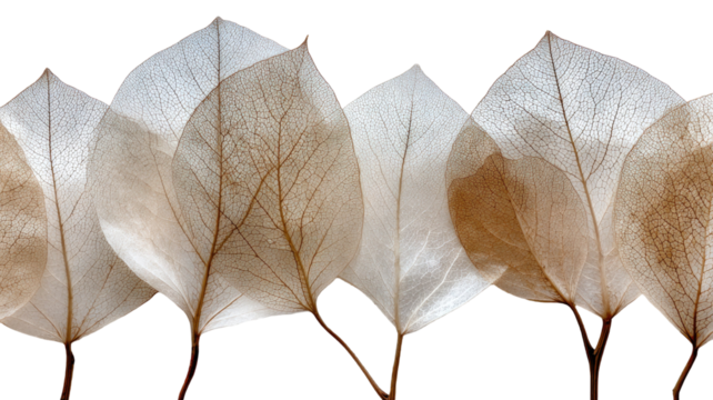 detailed structures of dry leaves isolated on white background