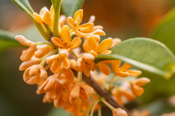 fragrant orange colored olive