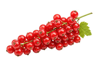 Isolated bunch of red currant berries with leaf, fresh fruits of ribes rubrum in summer