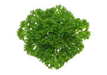 Isolated Curly Parsley - Herb, Seasoning, Garnish, Fresh, Green, Vibrant, Textured, Food Ingredient