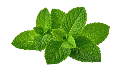 Fresh green mint sprigs with textured leaves on dark backdrop