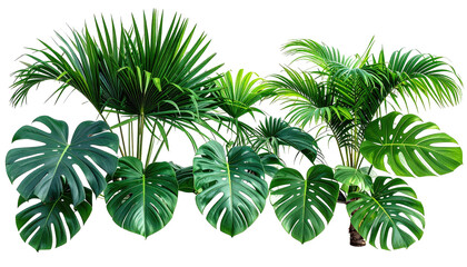 Lush tropical plants feature large green leaves on a black backdrop