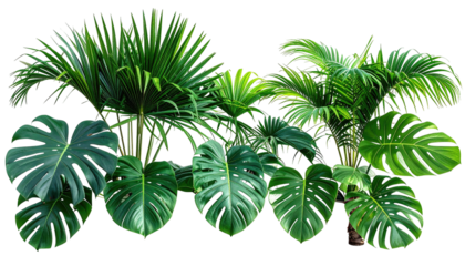 Lush tropical plants feature large green leaves on a black backdrop