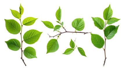 Bright green leaves sprout from thin, brown branches, isolated