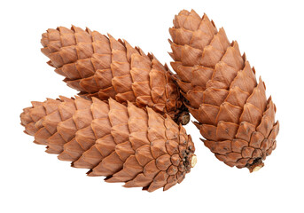 Isolated group of brown pine cones in nature, evergreen tree seed, plant and forest item