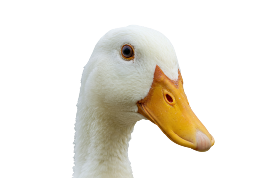 Isolated closeup of a white and yellow duck head, showing the eye and beak, no background