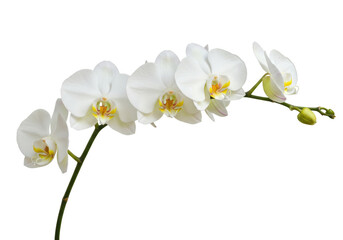 Isolated white orchid flowers on a stem with buds, elegant and fresh floral beauty indoors