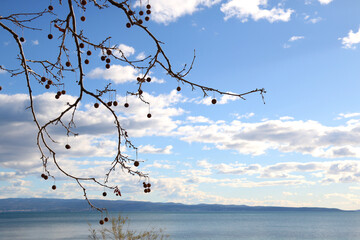 Colorful plants in a Mediterranean garden. Selective focus.