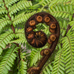 close up of a New Zealand tree fern