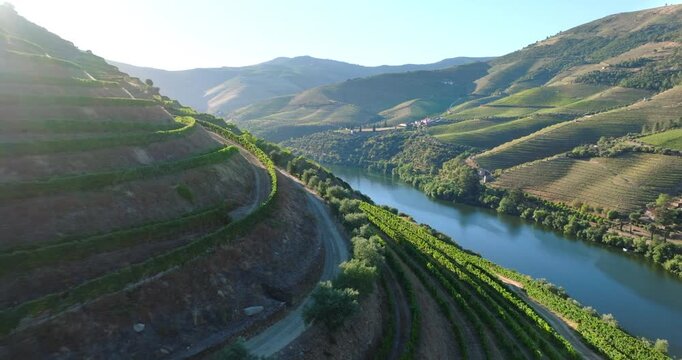 Drone view of the beautiful wine terraces in the Douro Valley, Portugal. High quality 4k footage