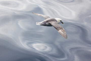 A northern fulmar, Fulmarus glacialis, in flight against a grey rippled sea. Arctic Ocean of the coast of Greenland. These bird are from the petrol family and secrete oil to waterproof their feathers.