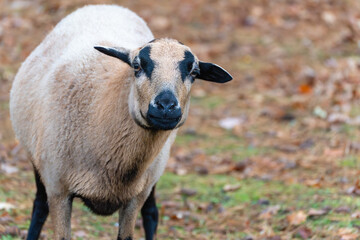 Curious goat looking directly into the camera in a field of autumn leaves. Warm natural lighting highlights details.