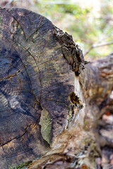 Close-Up of Tree Stump with Growth Rings