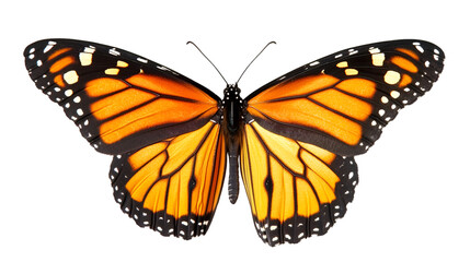 Vibrant monarch butterfly with symmetrical wings against a stark black studio background view