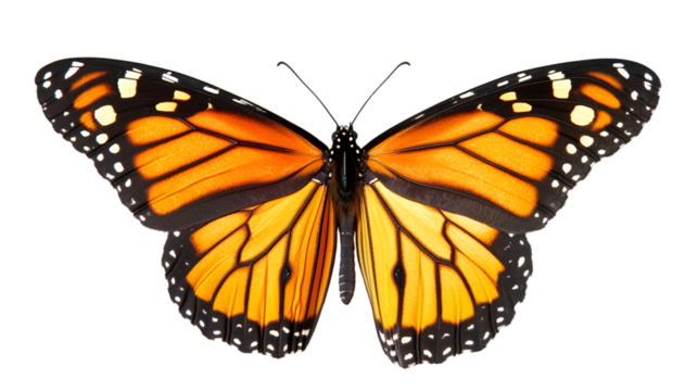 Vibrant monarch butterfly with symmetrical wings against a stark black studio background view