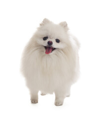 Fototapeta premium Cute fluffy Pomeranian dog on white background