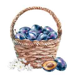 Freshly picked purple ripe plums with slices and flowers in wicker basket. Hand drawn watercolor illustration isolated on white. Bright fruit clipart for garden, harvest, rustic, farm, and food design
