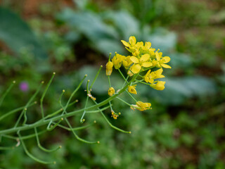 Close-up of a yellow mustard flower blooming in a highland agricultural area with natural background