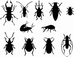Diverse Beetle Collection Vec...