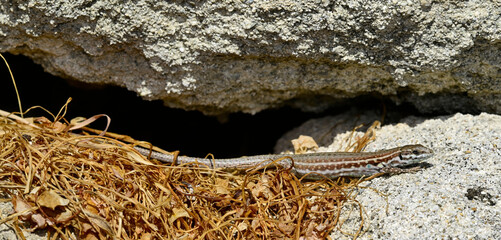 Milos wall lizard - female // Milos-Mauereidechse - Weibchen (Podarcis milensis) - Milos, Greece