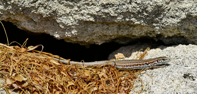 Milos wall lizard - female // Milos-Mauereidechse - Weibchen (Podarcis milensis) - Milos, Greece