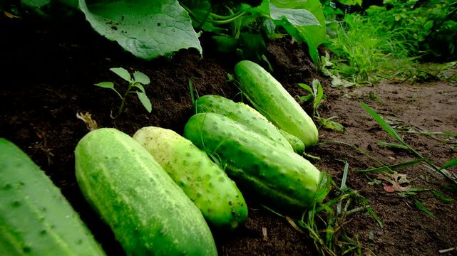 Close up of freshly harvested large gherkins laying on ground and moving camera backward and away reveling more blooming cucumber plants climbing on arch shaped trellis. Using rabbit waste as soil fer