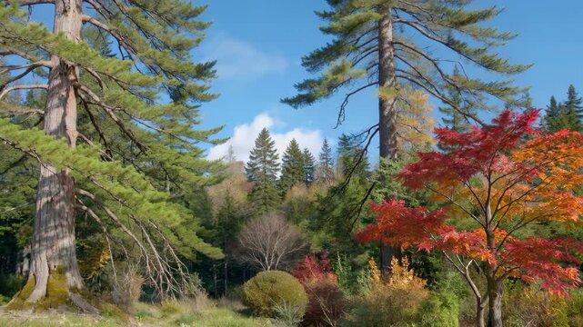Forest trees natural scenery