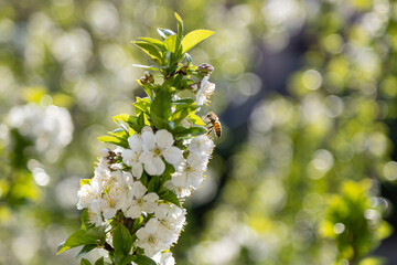 Bee on flower.
In spring season, a bee goes on cherry blossoms.
