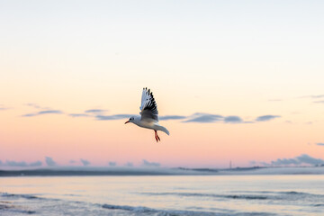 Seagull flying over pink dawn sky. Softness of the moment.