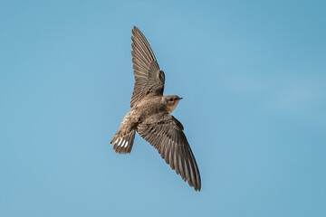 swallow bird flying with their wings spread