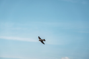 swallow bird flying with their wings spread