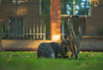 Cats Playing Garden Backyard Domestic Cats Outdoor Pet Interaction Lifestyle