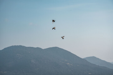swallow bird flying in the sky with their wings spread