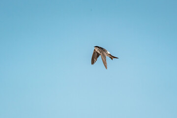 swallow bird flying in the sky with their wings spread