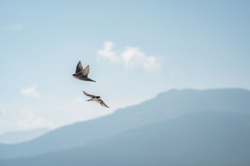 Naklejka premium swallow bird flying in the sky with their wings spread